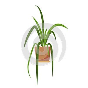 Potted plant .