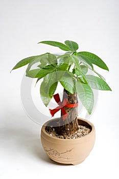 Potted plant photo