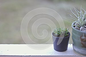 A potted plant on a balcony wall. Pasture background