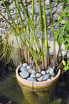 Potted plant in a basin of the bamboo plantation of Anduze photo