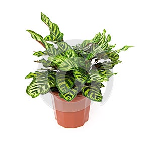 Potted plant of Calathea makoyana on white