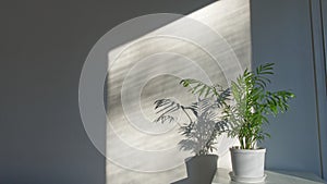 Potted plant, chamaedorea elegans, sunlight on parlor palm by wall near window