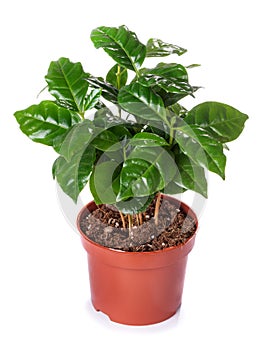Potted plant, the coffee tree