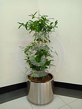 A potted plant in a corner of a building interior