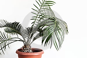 Potted plant Cycas against white wall Mock up