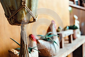 Potted plant decoration in cafe