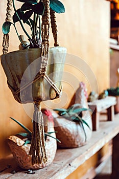 Potted plant decoration in cafe
