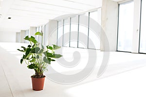 Potted plant in empty office space