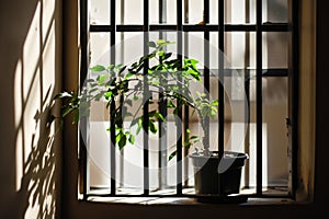 potted plant framed by window bars, sunlight casting shadows