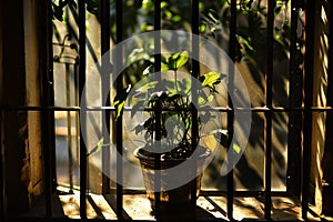 potted plant framed by window bars, sunlight casting shadows