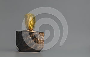 potted plant on a gray background with light