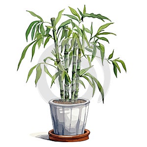 A potted plant with green leaves sits in a white ceramic pot