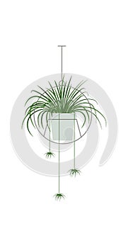 Potted plant. Green plant in cartoon style. Vector illustration isolated on white background