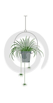 Potted plant. Green plant in cartoon style. Vector illustration isolated on white background