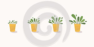 Potted plant growth stages. Home plant steadily grow in pot. From little sprout to lush foliage. Vector illustration,modern flat