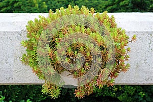 Potted Plant Hanging on the White Concrete Bridge