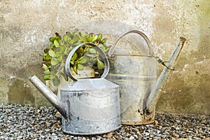 Potted plant in old an galvanised teapot photo