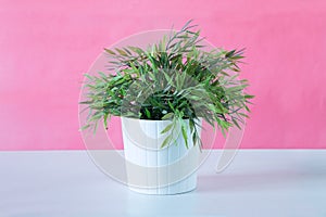 A potted plant on a pink background