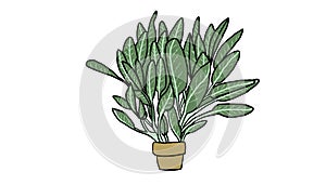 Potted plant sage illustration