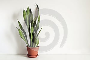 Potted plant Sansevieria on white table against white wall Mock up. Scandinavian interior fragment