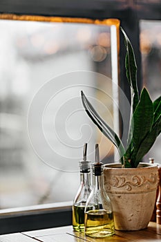 The potted plant sansseviery in a clay pot stands on a table with bottles of olive oil.