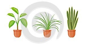 Potted plant. Set of houseplants and flowers in pot in flat style. Vector illustration