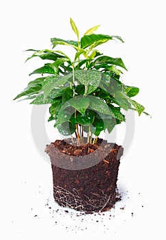 Potted Plant Showing Roots