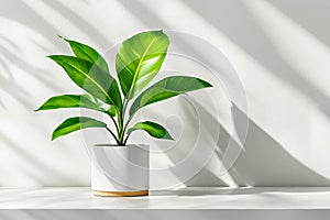 A potted plant sitting on top of a white table