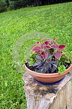 Potted plant on Tree stump