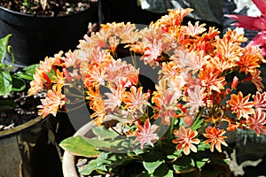 Potted plant in UK garden lewisia