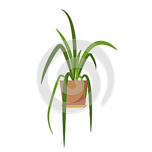 Potted plant . photo