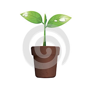 Potted plant. Vector illustration decorative design photo