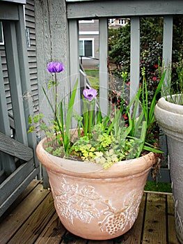 Potted Plants