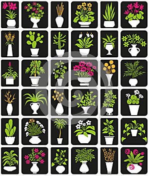 Potted plants