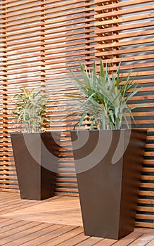 Potted plants