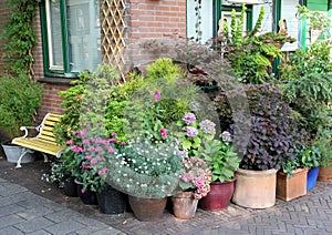 Potted plants collection photo