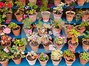 Garden Plants in Pots