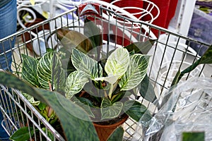 Potted plants in a flower shop cart - purchase of home plants for cultivation and care, as a gift
