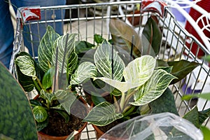 Potted plants in a flower shop cart - purchase of home plants for cultivation and care, as a gift