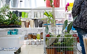 Potted plants in a flower shop cart - purchase of home plants for cultivation and care, as a gift