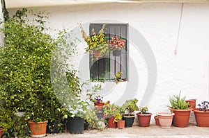 Potted plants and flowers on a porch of a country house. Decorated whitewashed wall.