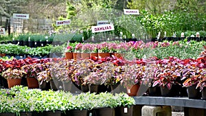 Potted Plants at a Garden Center