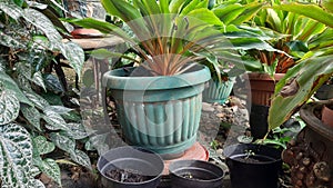 Highly detailed-Potted plants pictures