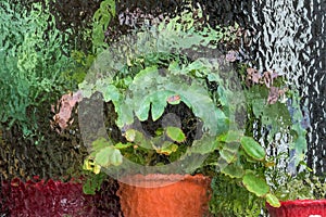 Potted plants in the greenhouse