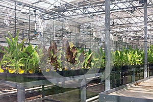 Potted plants growing inside a greenhouse nursery