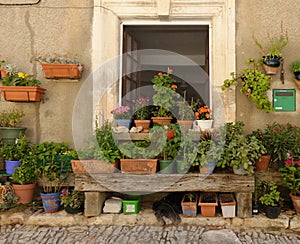 Potted plants by house in Provence