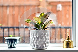 Potted plants and mister on window sill