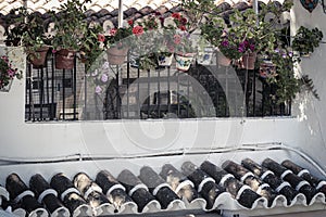 Potted plants near tiled roof of building
