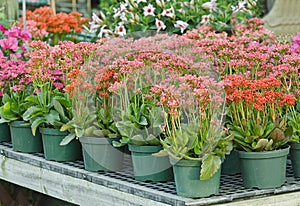 Potted plants in nursery