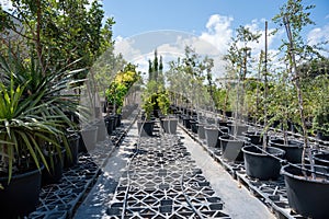 Potted plants in Park Ramat Hanadiv, Memorial Gardens of Baron Edmond de Rothschild, Zichron Yaakov, Israel